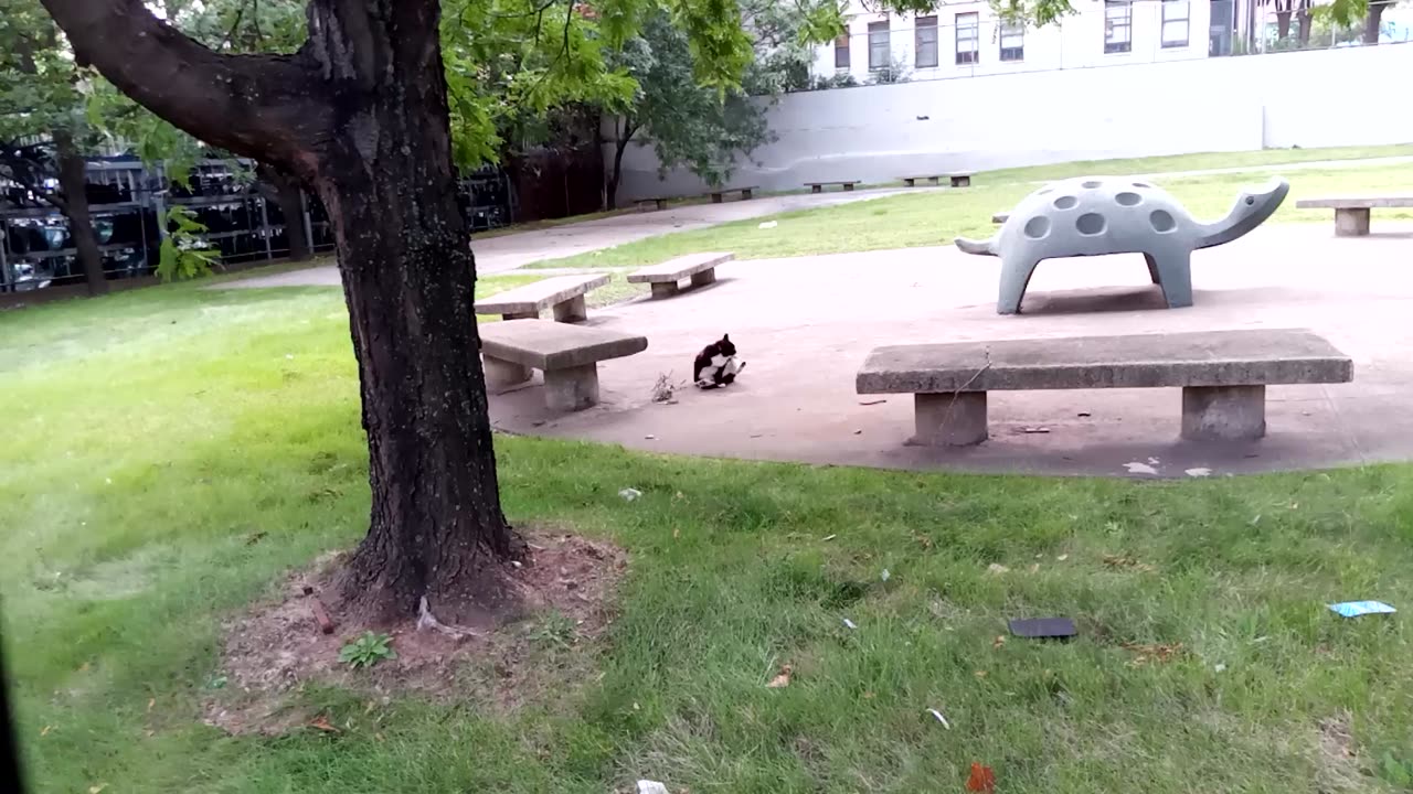 Black Cat licking itself