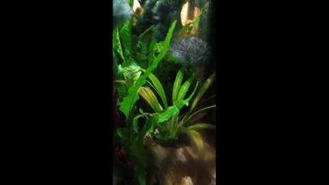 TNFISHKEEPER.COM™ 🐠 MY TANK BEFORE TAKEDOWN #FISHCAM