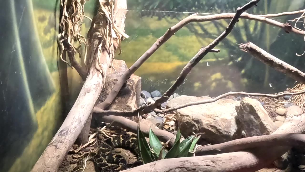 Puff Adder Snake at the San Diego Zoo