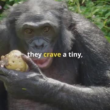 The Bonobo’s Tiny Meaty Treats! 🐵🍖