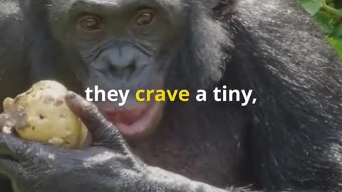 The Bonobo’s Tiny Meaty Treats! 🐵🍖