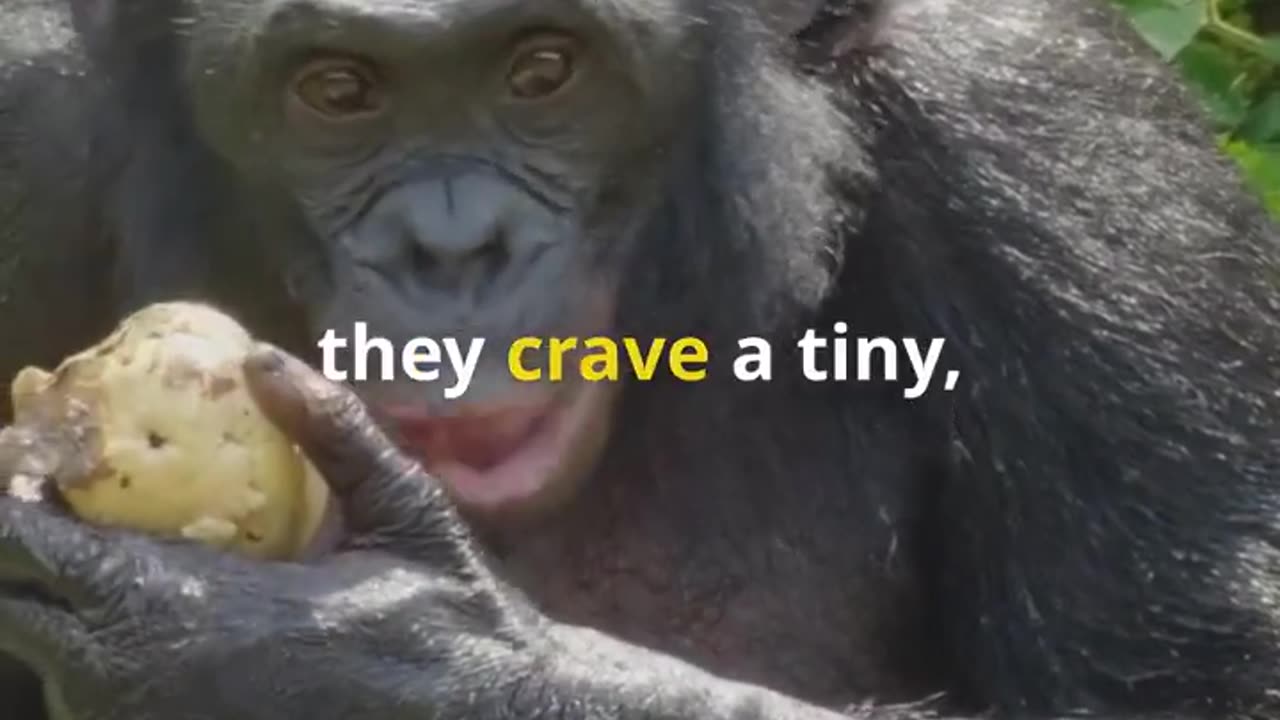 The Bonobo’s Tiny Meaty Treats! 🐵🍖