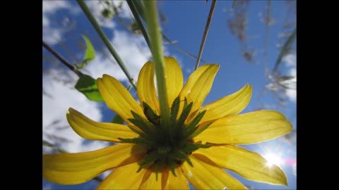 Color And Pizazz Black Eyed Susan Aug 2024