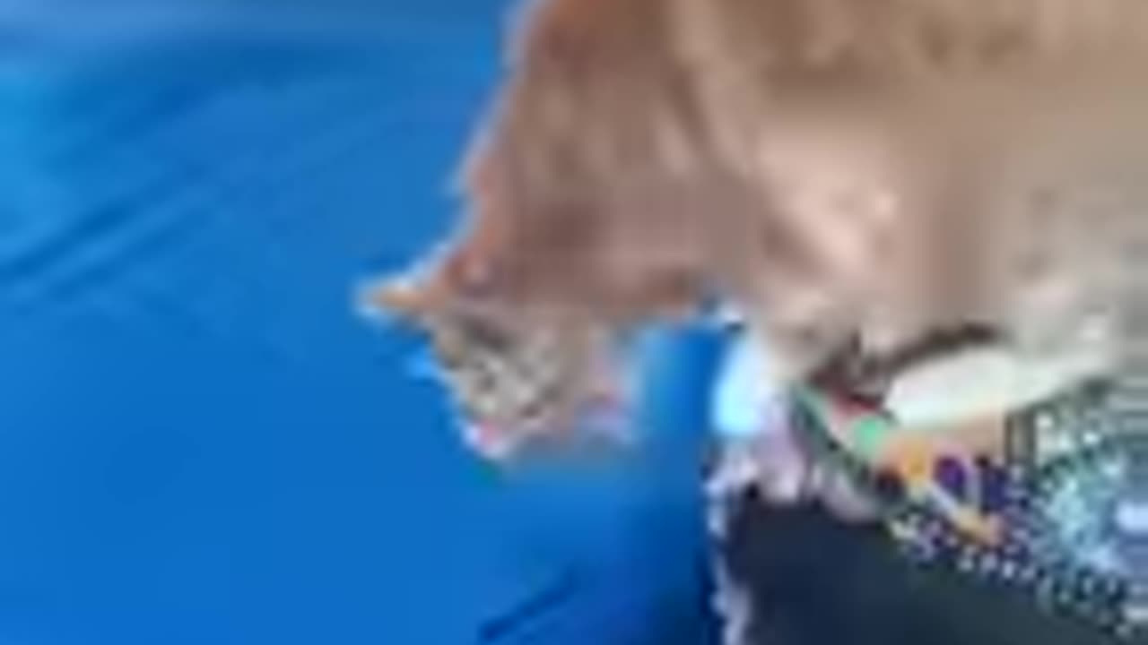 Funny Pets