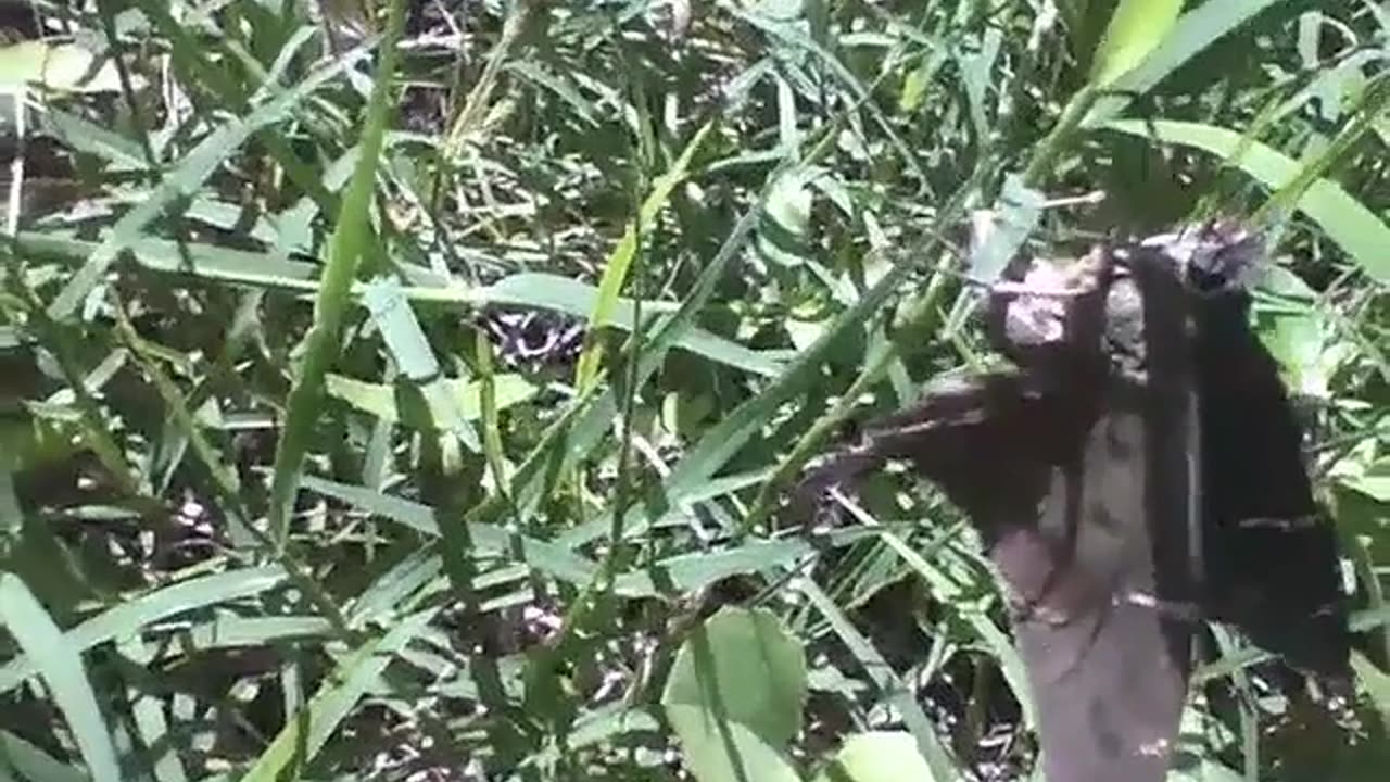 Moth rests a little in the bush in the midday sun, and leaves [Nature & Animals]