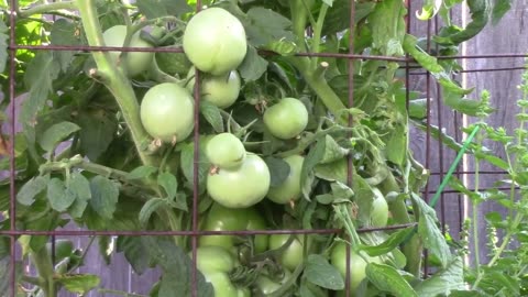 Vegetables I Grew A Few Years Ago That I Think Are Worth Growing