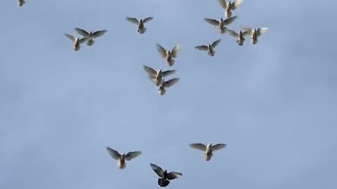 "Pure White Beauty: The Elegance of White Doves"