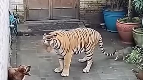 Dog, cheetah and cat face-off