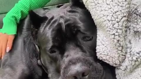 Big Dog Needs Comforting After He Was Hissed At By A Stray Cat!!!