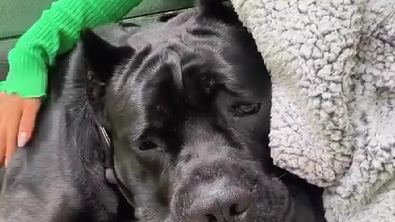 Big Dog Needs Comforting After He Was Hissed At By A Stray Cat!!!