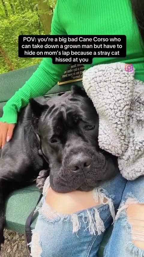 Big Dog Needs Comforting After He Was Hissed At By A Stray Cat!!!