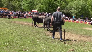 Peran od Kaplana vs Alkar od Lušije korida Bištrani 2024