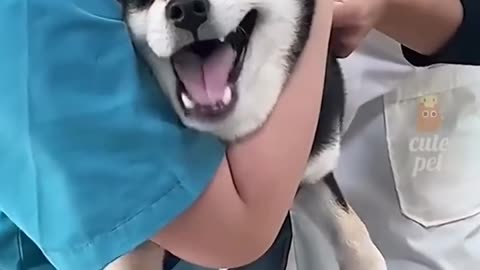 🤣 When Animals Forget They’re Animals! | Funniest Pet Moments Ever 🐶🐱