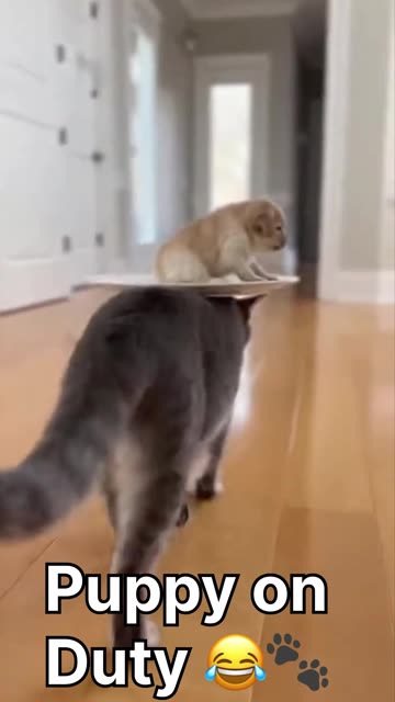 Puppy on Duty 😂🐾