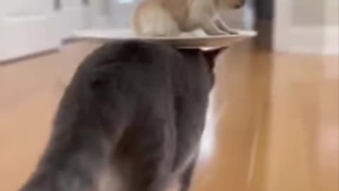 Puppy on Duty 😂🐾