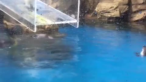 Zoo crowd mocks a Gentoo penguin that accidently slips and falls off platform