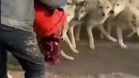 Wolves under care