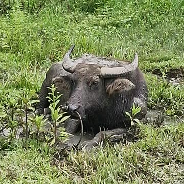 Expat in the Philippines | Carabao Chilling in a Mud Hole 🐃🇵🇭