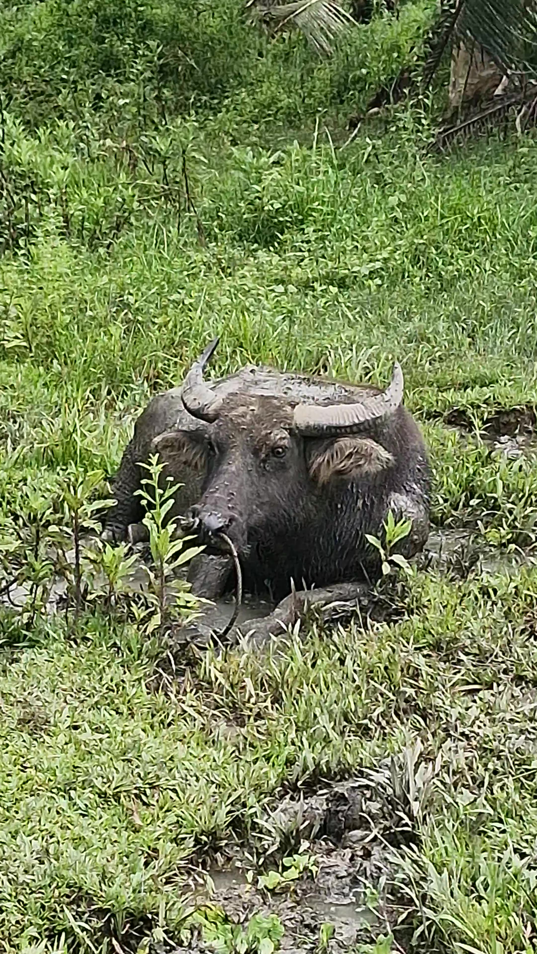 Expat in the Philippines | Carabao Chilling in a Mud Hole 🐃🇵🇭