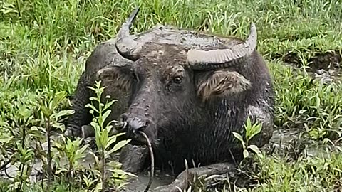 Expat in the Philippines | Carabao Chilling in a Mud Hole 🐃🇵🇭