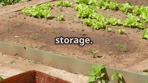 Grow Your Own Survival Garden in 90 Seconds!