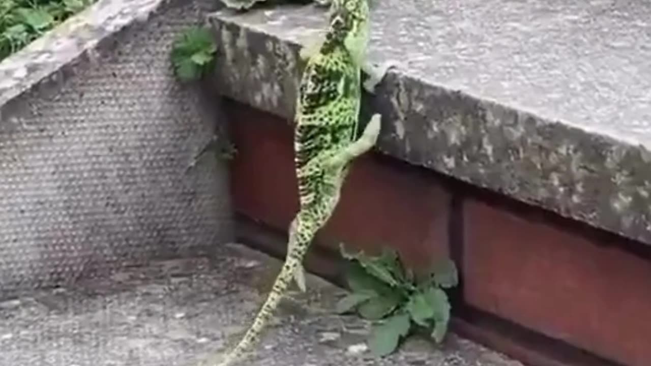 “When You’re Just Trying to Climb Through Life 😂💪”#FunnyAnimals 🦎😂 #LizardLife 🌿 #NeverGiveUp 💪