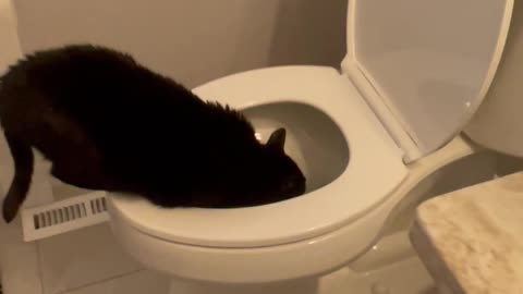 Cat Prefers To Drink From Toilet