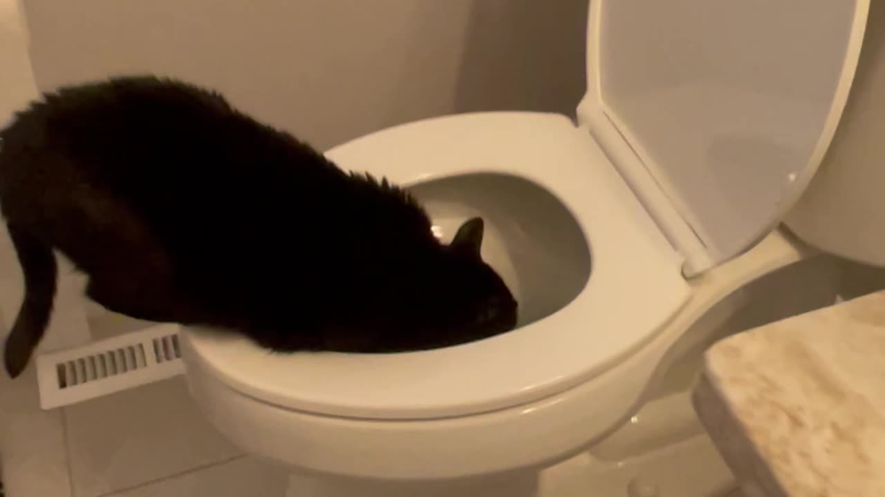 Cat Prefers To Drink From Toilet