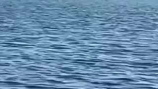 🤣🇦🇺 You Won't Believe This Waterroo Moment! | FunFM