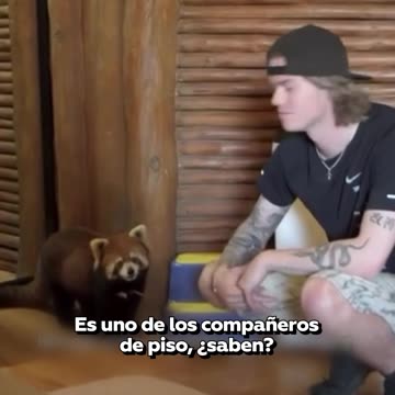 Un hotel en China donde te visita un panda rojo