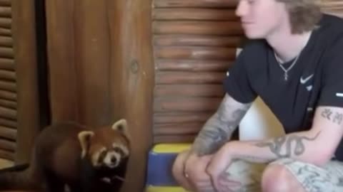 Un hotel en China donde te visita un panda rojo