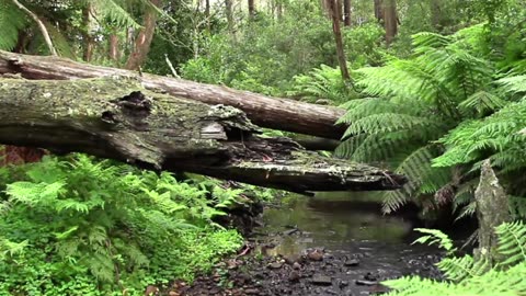 Peaceful Indie Piano Lofi