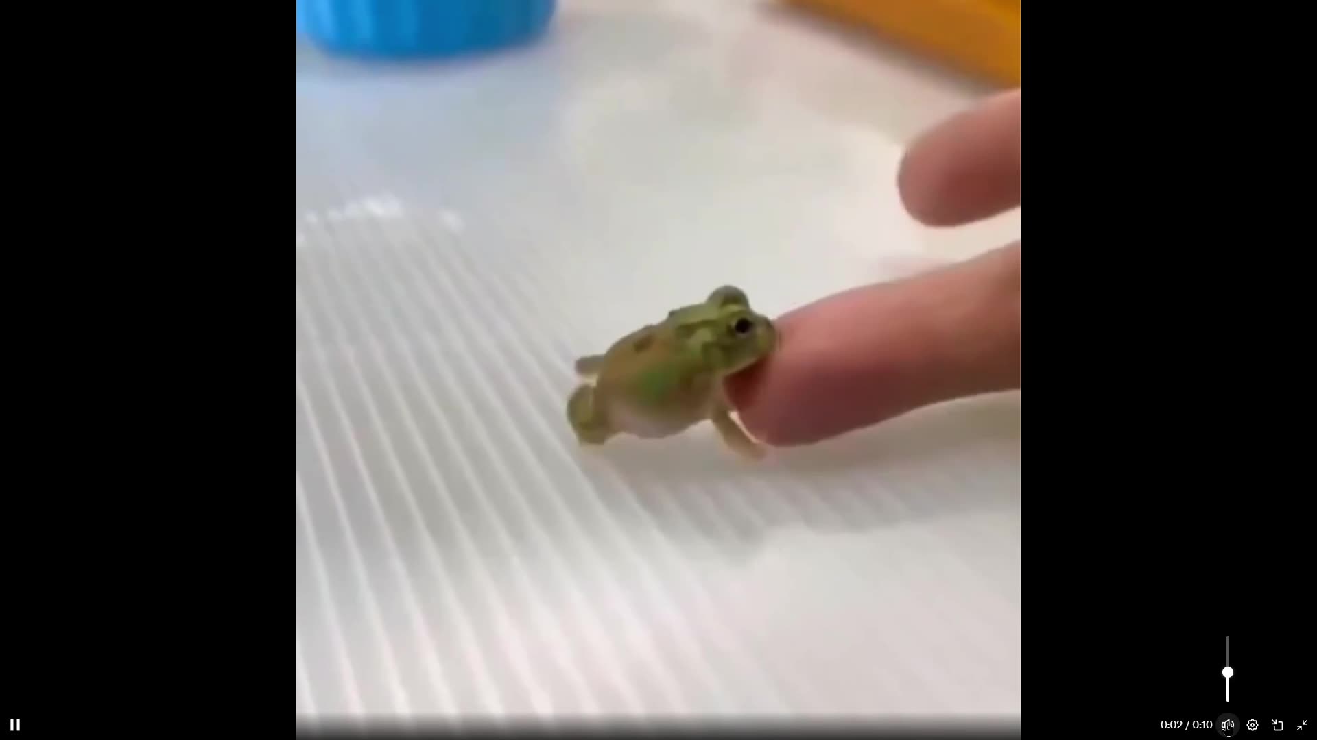 I told you dont mess with me big human. Now witness the power of the frog
