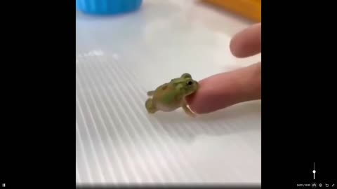 I told you don't mess with me big human. Now witness the power of the frog