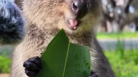 🤯✨ You Won't Believe These Cute Quokka Sounds! | FeedMyCuriosity