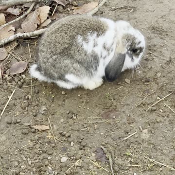 Bunny in the Rock Garden 🪨 (Tiny Paws, Big Rocks)
