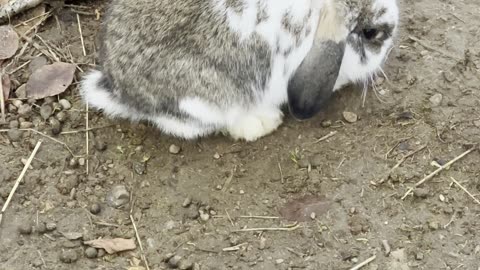 Bunny in the Rock Garden 🪨 (Tiny Paws, Big Rocks)