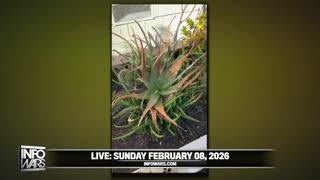 NFOWARS SUNDAY NIGHT LIVE [FULL] Sunday 2/8/26• ALEX JONES cont'd | TPUSA - The ALL-AMERICAN HALFTIME SHOW