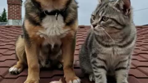 Dog. Cat