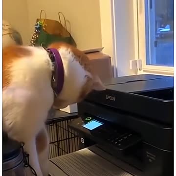 Funniest Animal Videos 😂 | Cute & Hilarious Pets Compilation!