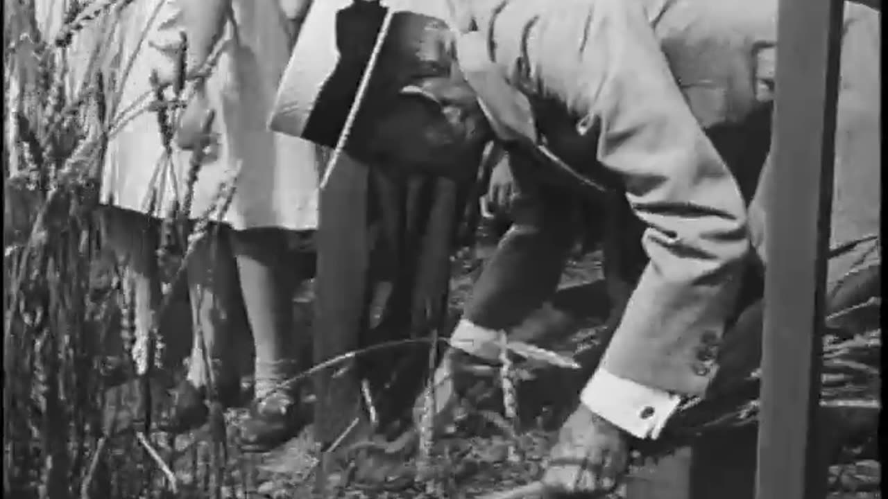 [DYNAMIC KERNELS HARVESTING WHEAT] - [DYNAMIC KERNELS HARVESTING WHEAT] - fc-fc-3142