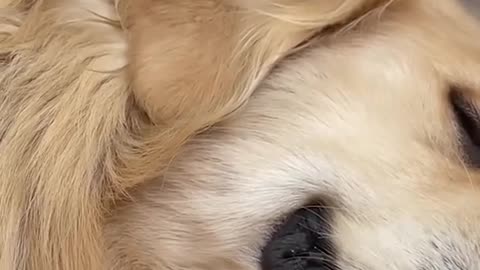 Dog's Comedy Videos 🤣 so cute videos and puppies comedy scenes 🤣 so cute 🥰🥰🥰🥰