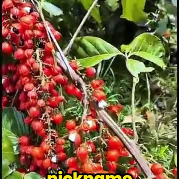 Amazon's Forbidden Caffeine Bomb: Guarana Unleashed!