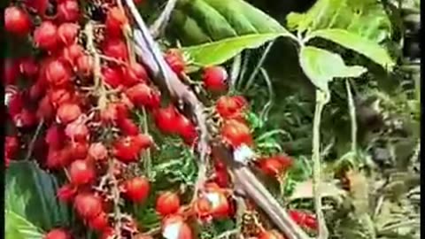 Amazon's Forbidden Caffeine Bomb: Guarana Unleashed!