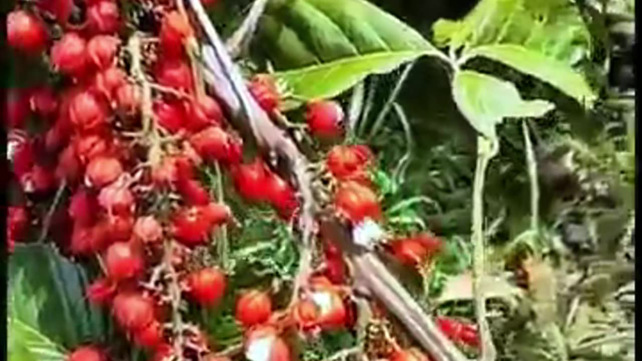 Amazon's Forbidden Caffeine Bomb: Guarana Unleashed!