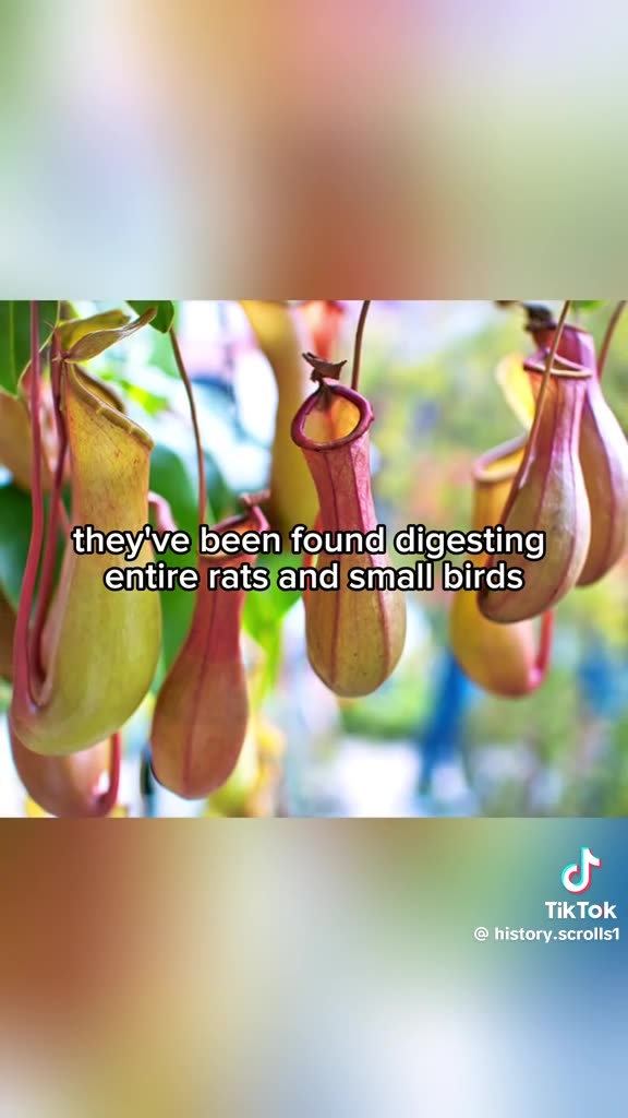 Plants That Literally Eat Animals