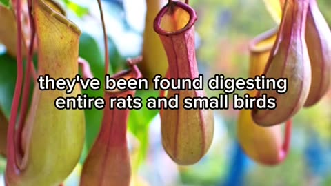 Plants That Literally Eat Animals