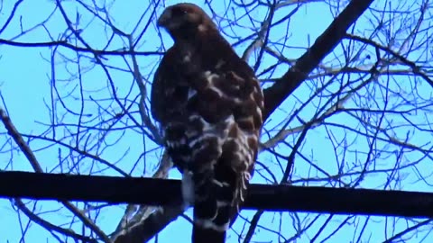 Red-tailed hawk