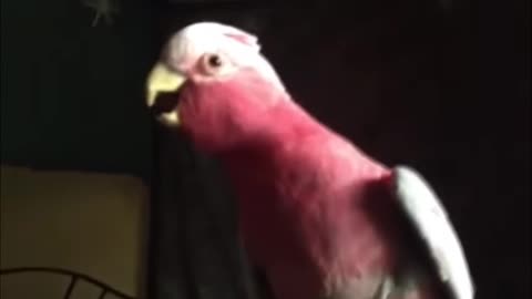Cyut taking parrot fun moments video