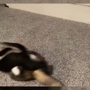 Silly Cats Caught in the Act 😆😹